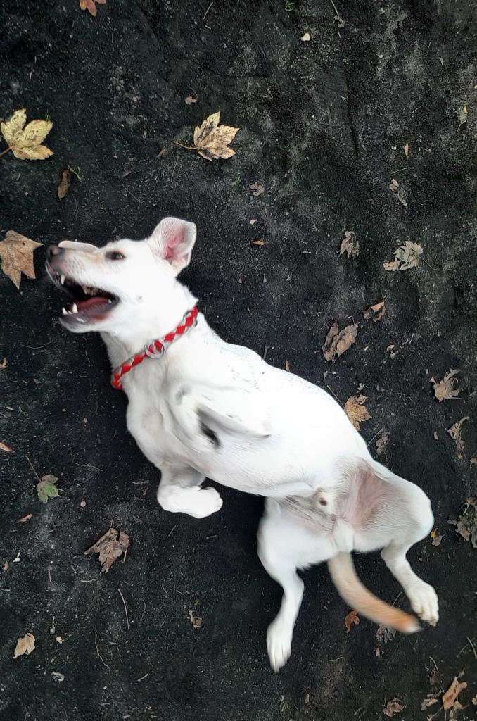 lucky-tierheim-bad-kreuznach