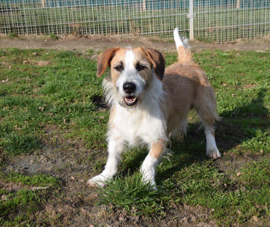 tierheim bad reichenhall hunde