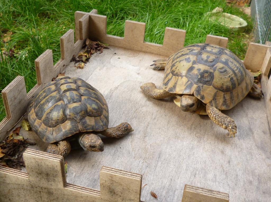 2 Griechische Landschildkroten Tierheim Bad Kreuznach